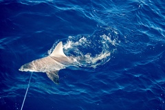 Carcharhinus plumbeus