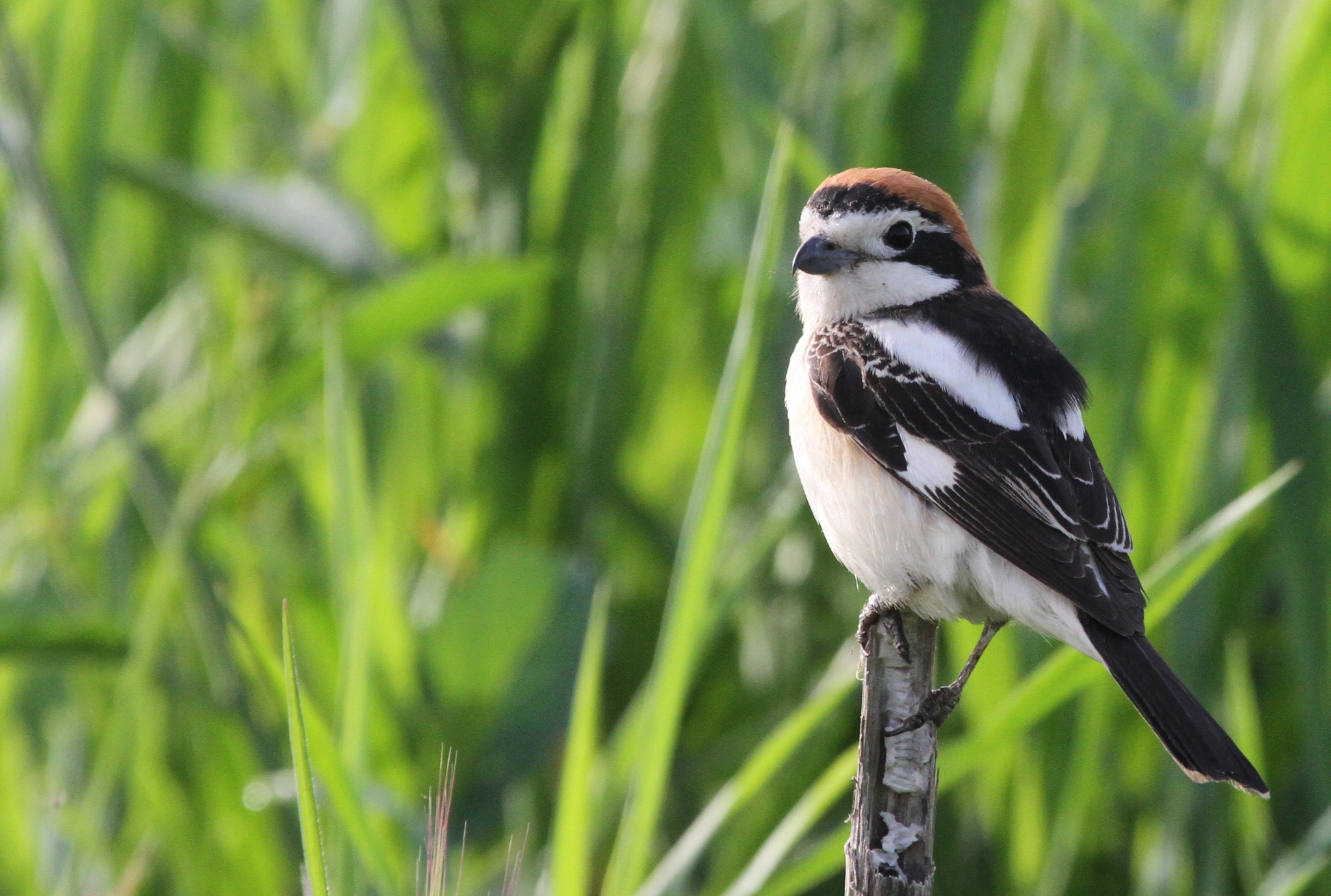 Woodchat Shrike (Lanius senator)