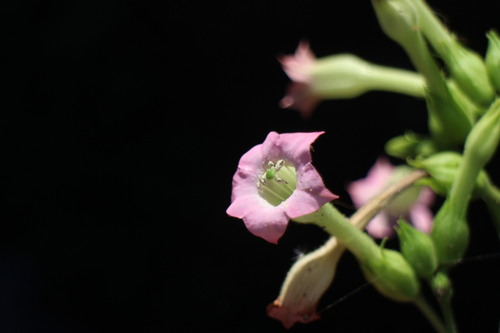 Foto de Fumo