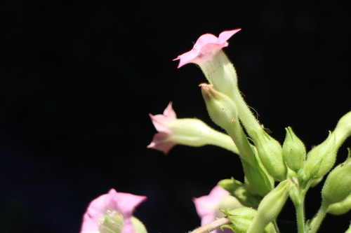 Foto de Fumo