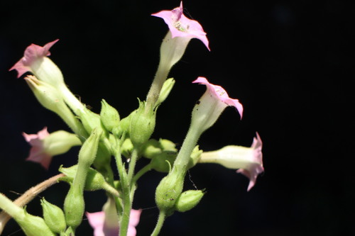 Foto de Fumo
