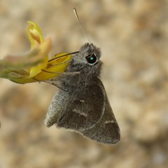 Atrytonopsis pittacus