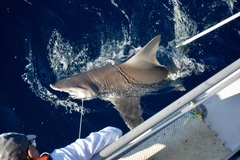 Carcharhinus plumbeus