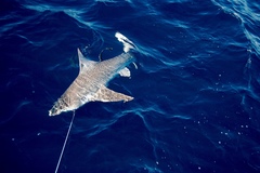 Carcharhinus plumbeus