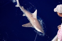 Carcharhinus plumbeus