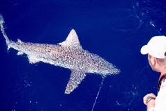 Carcharhinus plumbeus