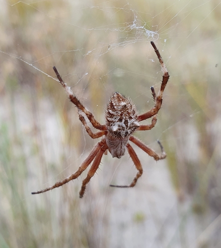 Broun's marbled orb-weaver
