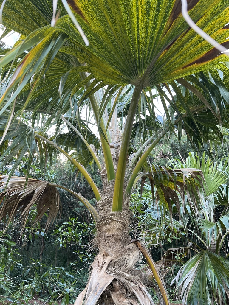 Loulu Palms from Kauaʻi, Kalaheo, HI, US on January 15, 2024 at 05:42 ...