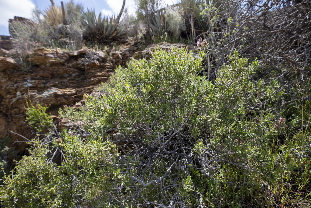 desert sage in April 2020 by Colin Barrows · iNaturalist