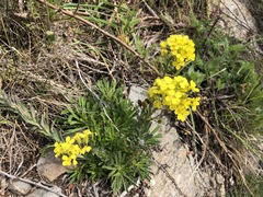 Alyssoides utriculata