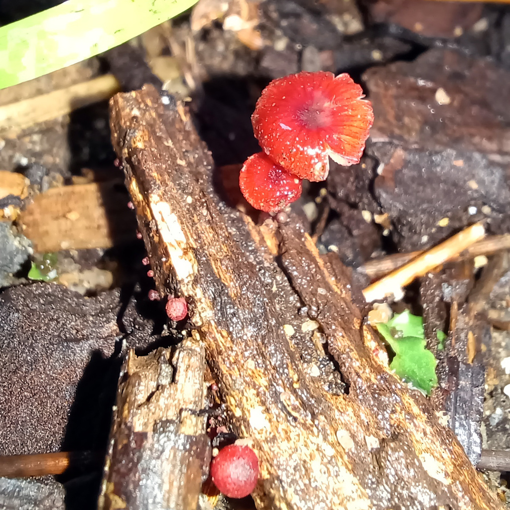Ruby Bonnot ruby bonnet in January 2024 by Adrian Power · iNaturalist