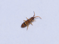 Orchesella cincta