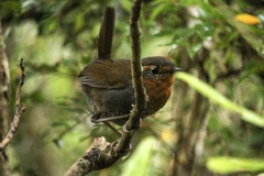 Scelorchilus rubecula