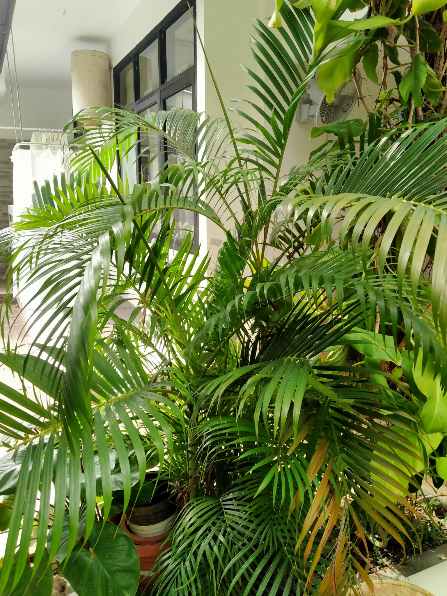 Imagem de Areca-bambu