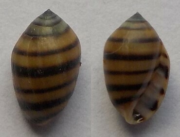 Melampus fasciatus observed 2013-11-25