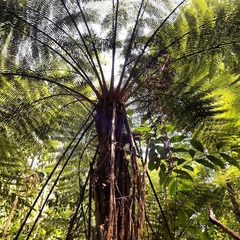 Cyathea fulva