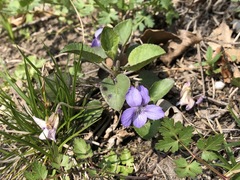 Viola rupestris