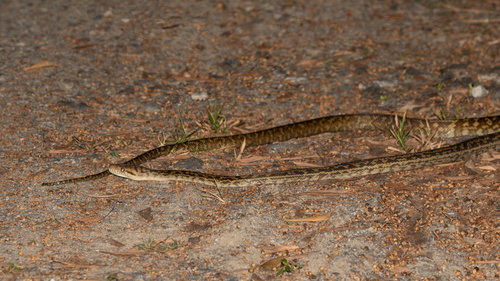 Australian Scrub Python sighting
