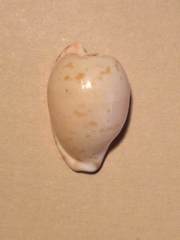 Cypraeovula edentula