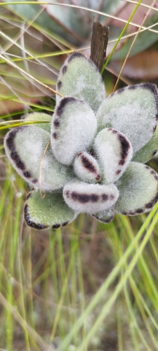 Planta-panda
