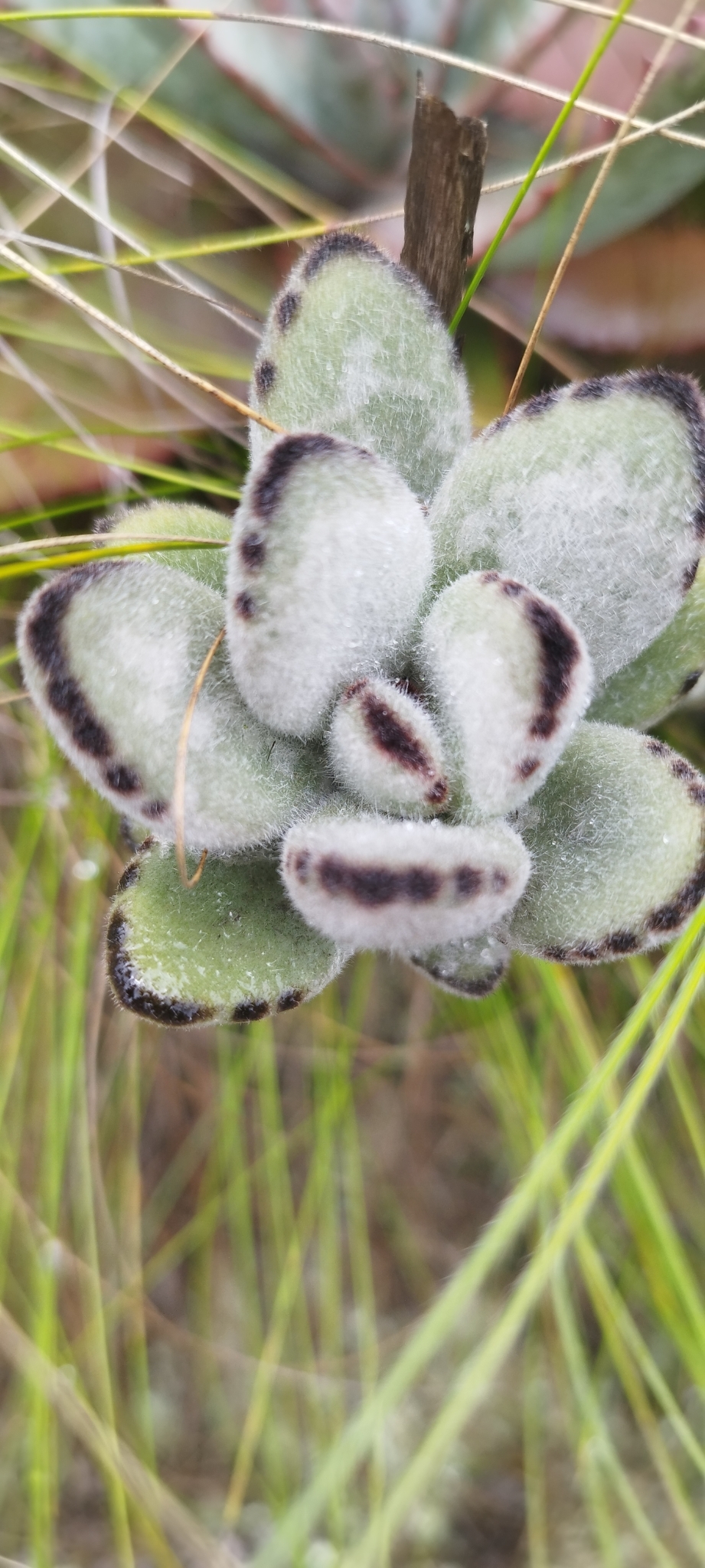 Imagem de Planta-panda