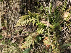 Asplenium adiantum-nigrum