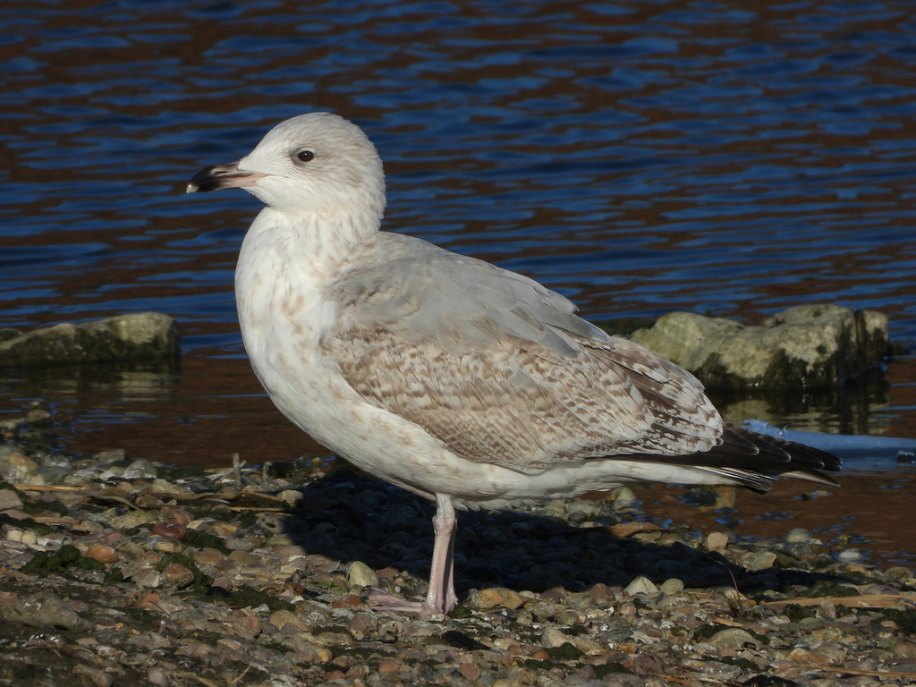 Western European Herring Gull from London, UK on January 15, 2024 at 02 ...