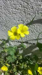 Oxalis pes-caprae