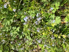 Myosotis ramosissima