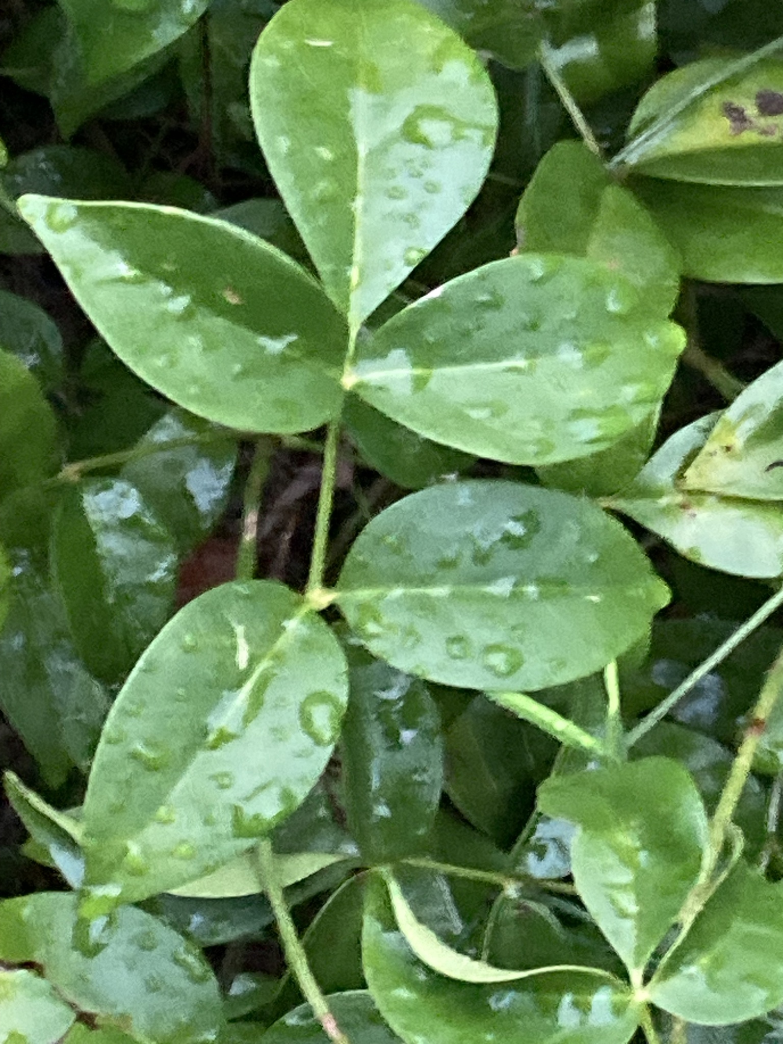 Imagem de Jasmim-de-inverno
