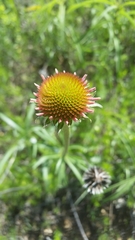 Echinacea atrorubens