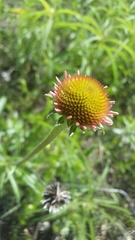 Echinacea atrorubens