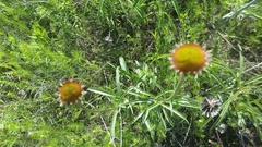 Echinacea atrorubens