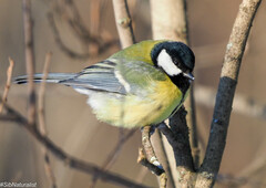 Great Tit photo 6