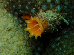 Green Tube Tunicate photo 2
