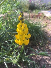Lupinus luteus