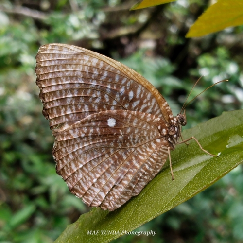 Elymnias hicetas