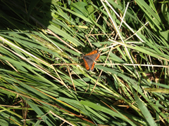 Lycaena phlaeas hypophlaeas