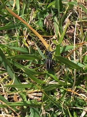 Dorcadion fuliginator