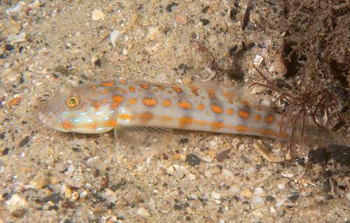 Maiden goby (Valenciennea puellaris) — Gobiidae — 3