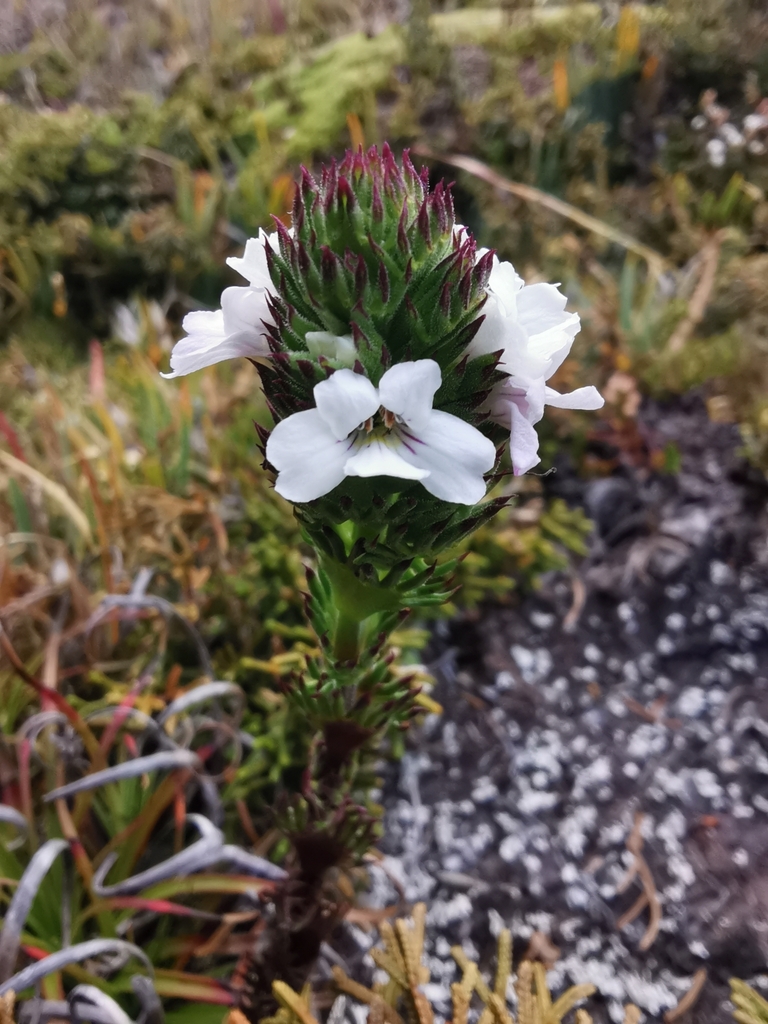Euphrasia hookeri
