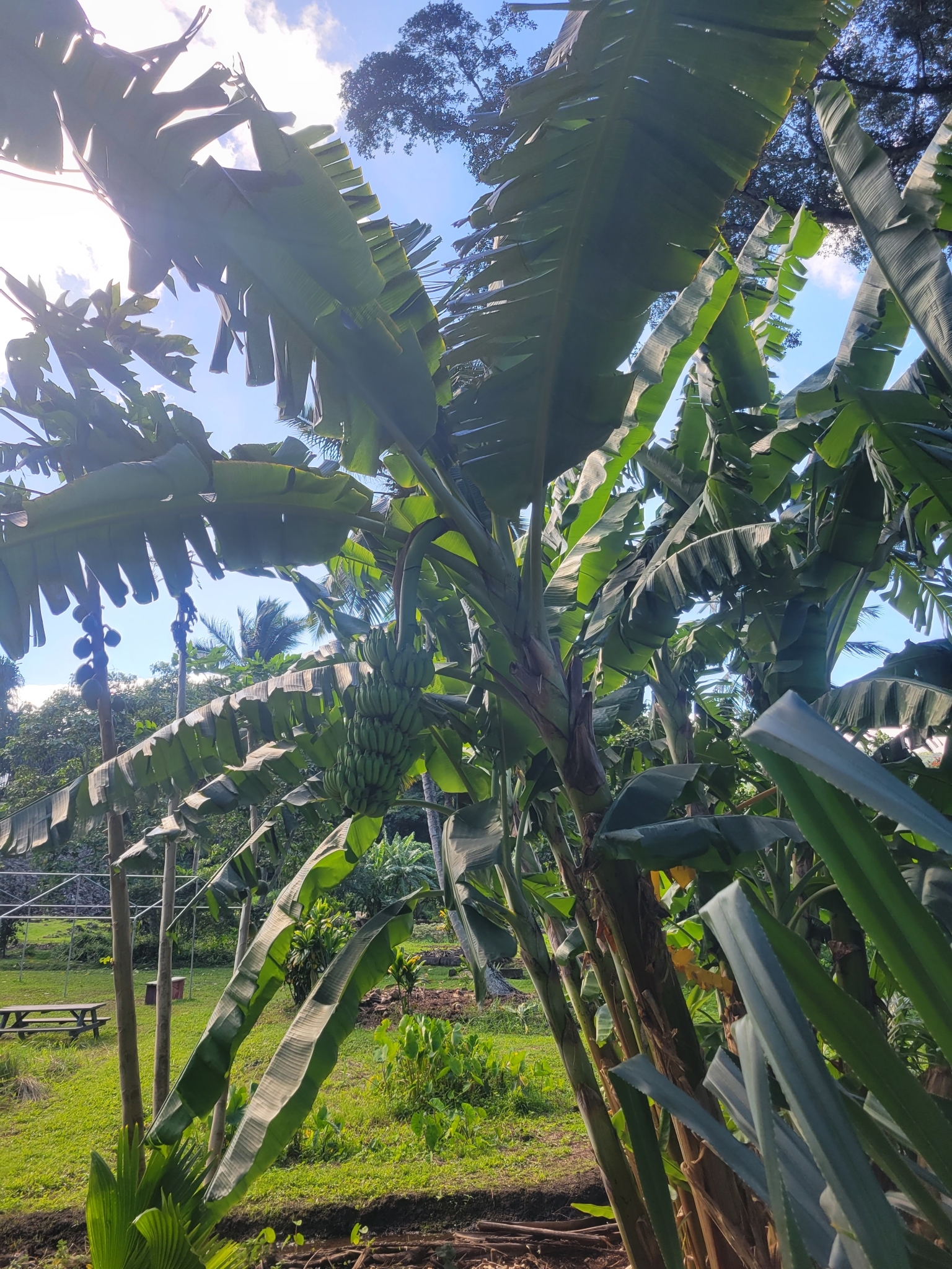 Imagem de Bananeira