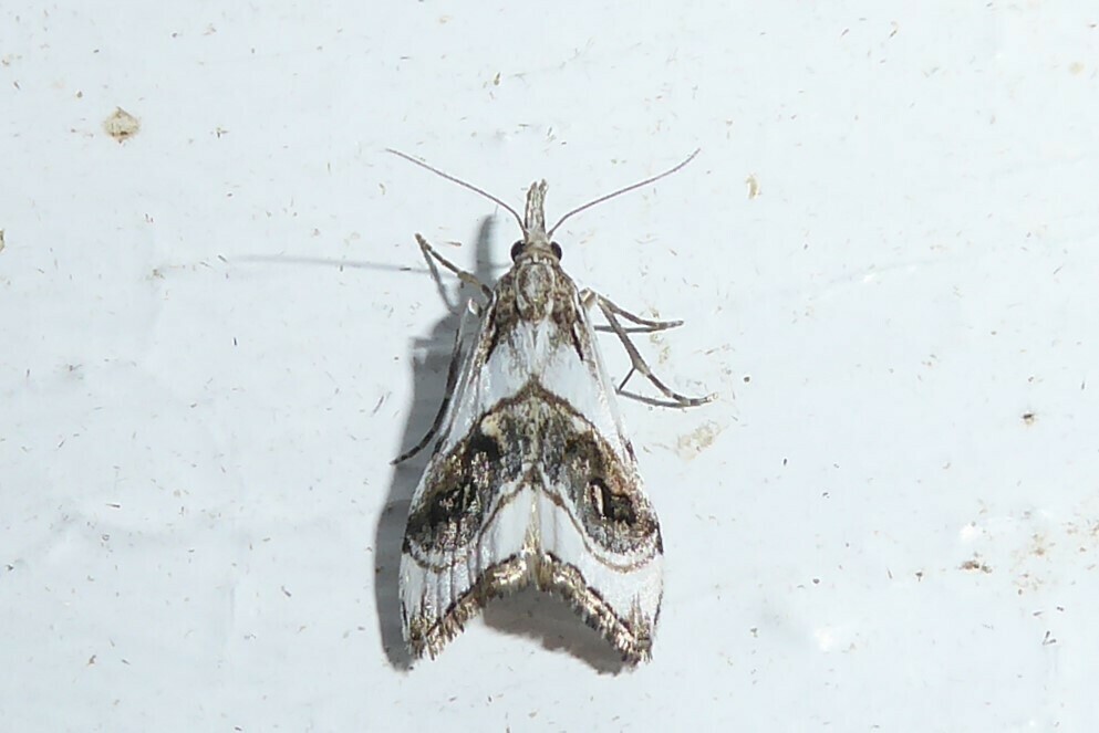 Gadira acerella from Waikouaiti, New Zealand on January 16, 2024 at 09: ...