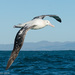 Wandering Albatross Species Complex - Photo (c) Chris Harrison, some rights reserved (CC BY-NC), uploaded by Chris Harrison