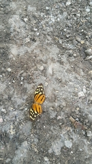 Tithorea harmonia hippothous