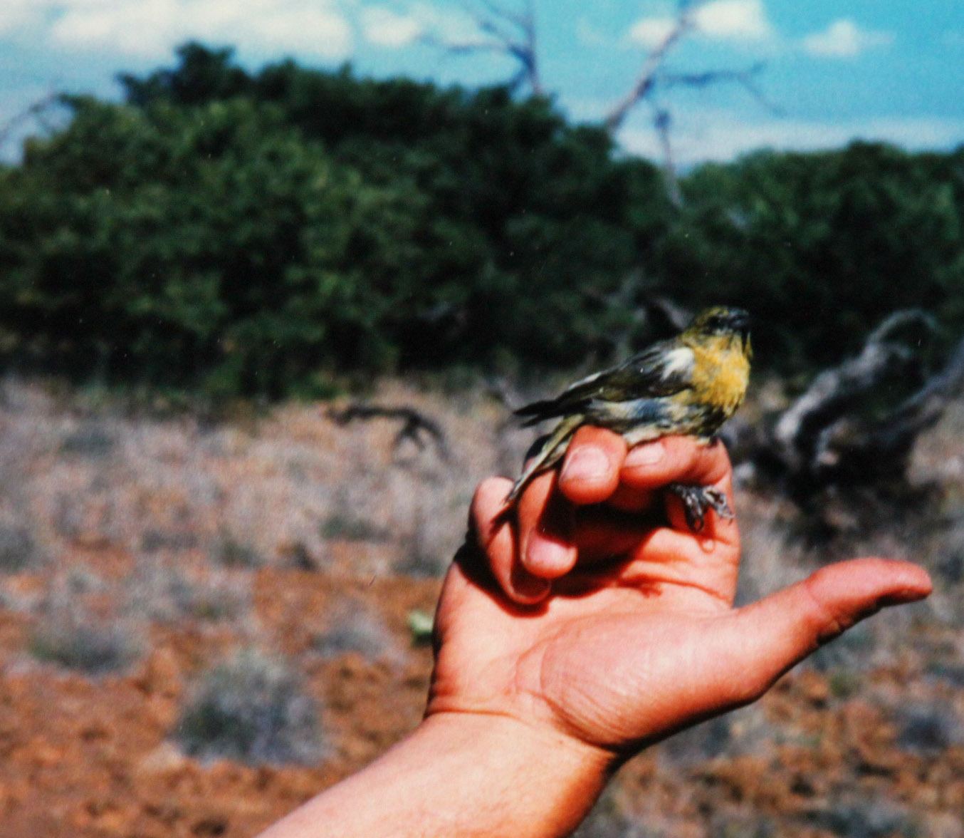 Palila (Loxioides bailleui)
