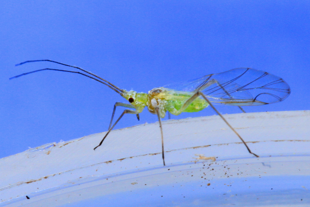 Aphids from 54 Badem, Germany on June 9, 2017 at 05:10 PM by James Senn ...