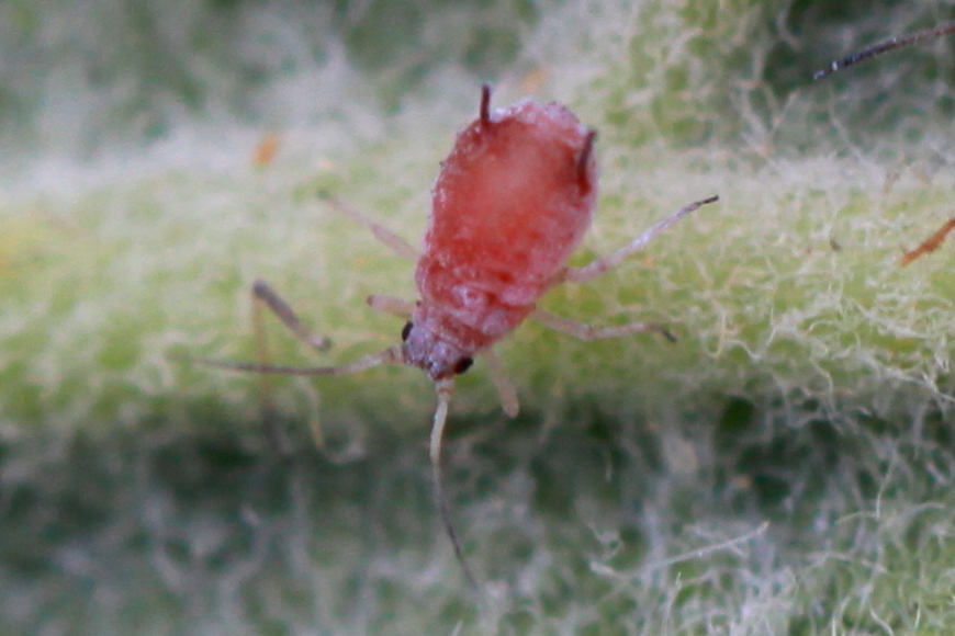 Aphids from 54 Badem, Germany on June 8, 2014 at 07:32 AM by James Senn ...