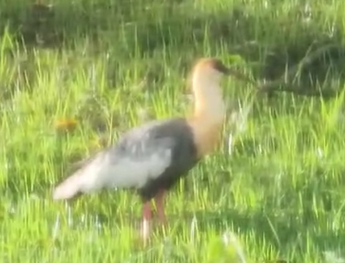 Buff-necked Ibis