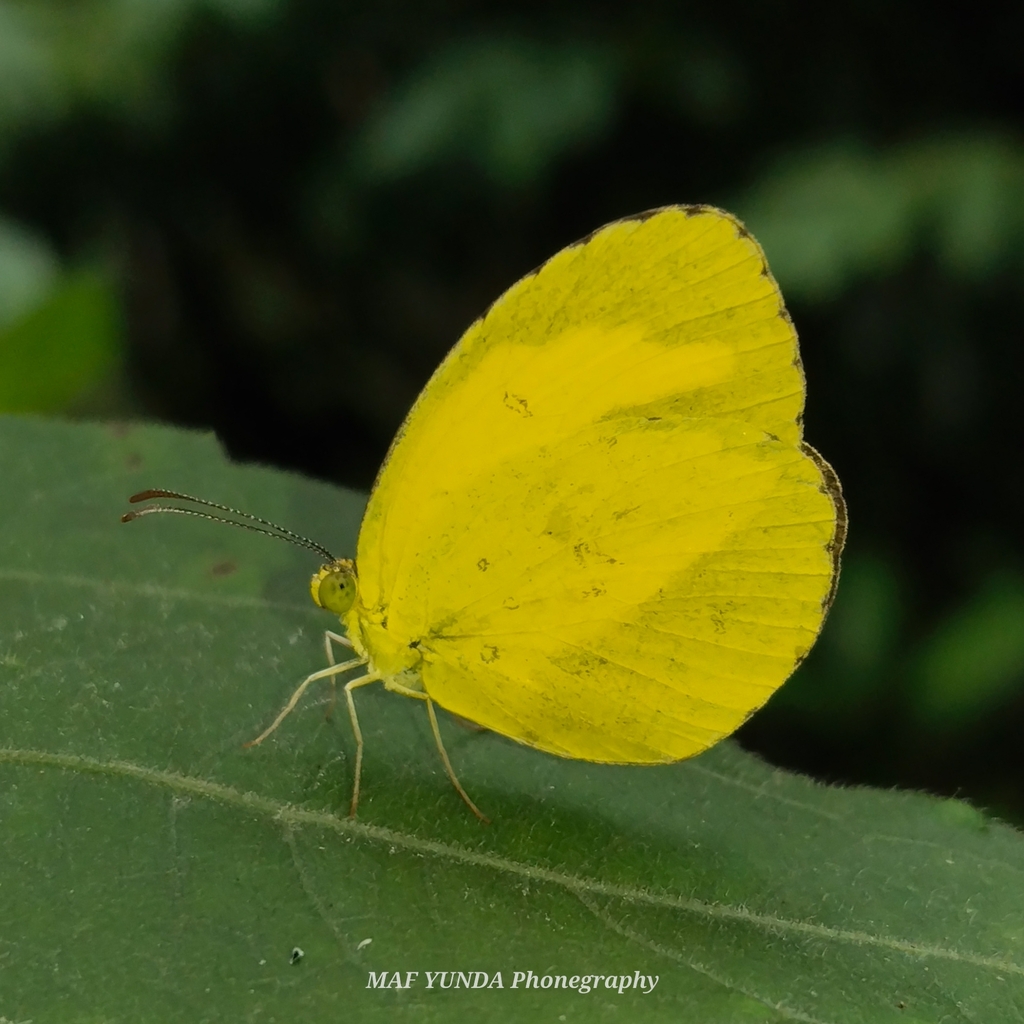 Scalloped Grass-yellow